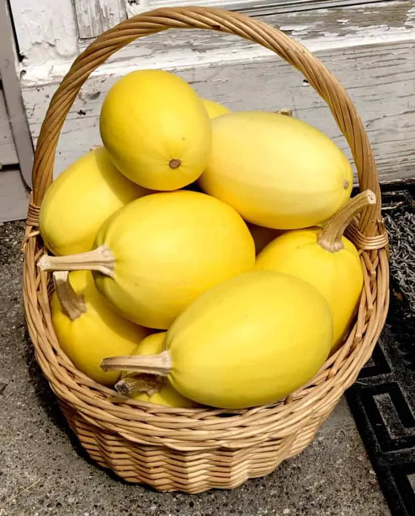 Spaghetti squash harvest. All the stocking wrapping was well worth it! Photo by Pantry Stocking Garden