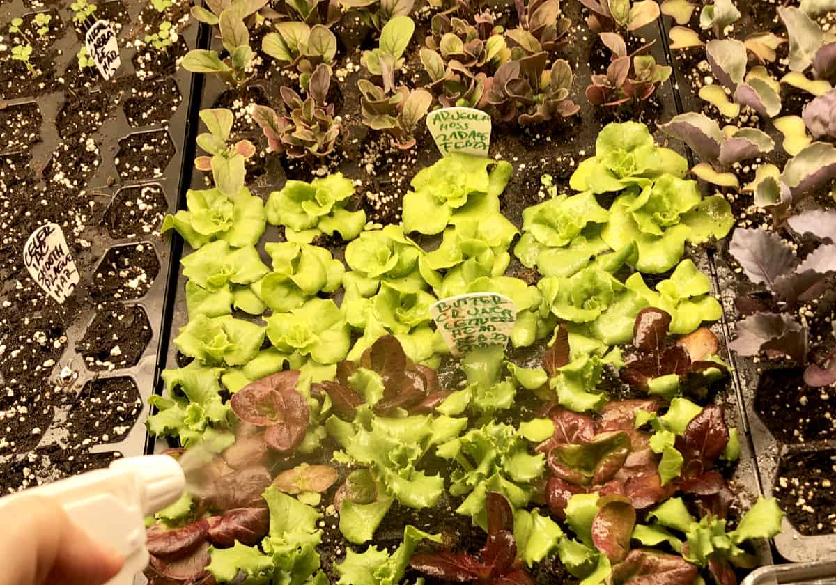 Lettuce seedlings in front part of the photo. Photo by Pantry Stocking Garden