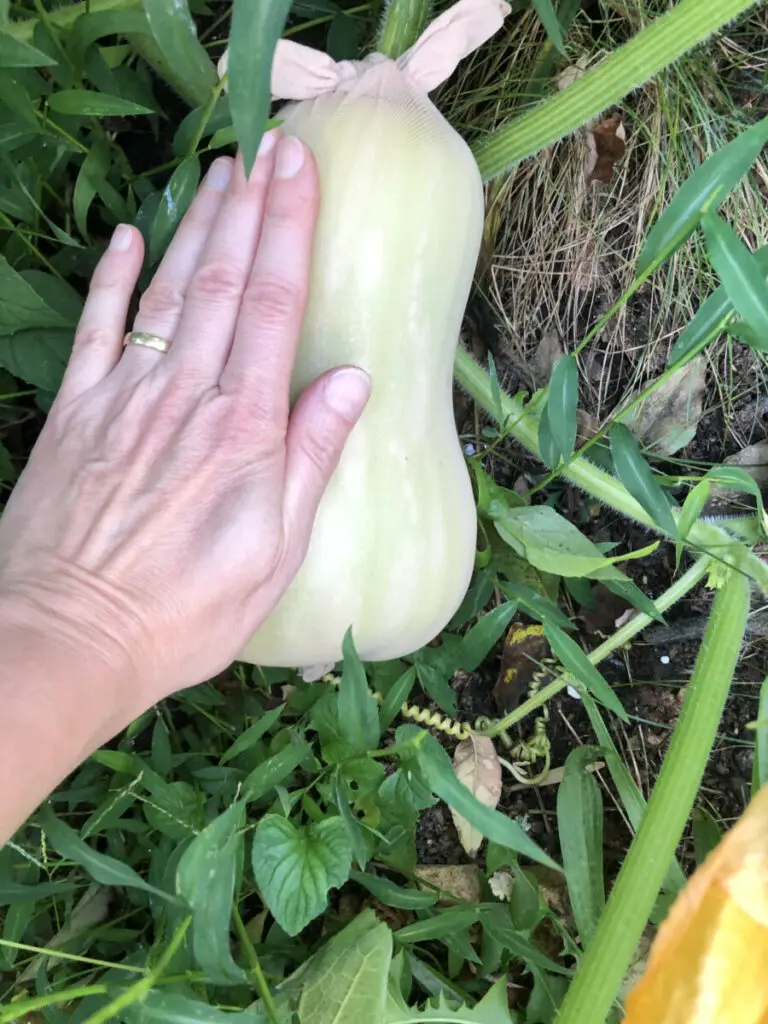 Butternut squash wrapped in a knee-high stocking. Photo by Pantry Stocking Garden