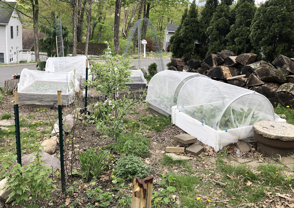 My garden beds are covered with netting attached to hoops. You can make your hoops as tall or short as you like. Photo by Pantry Stocking Garden