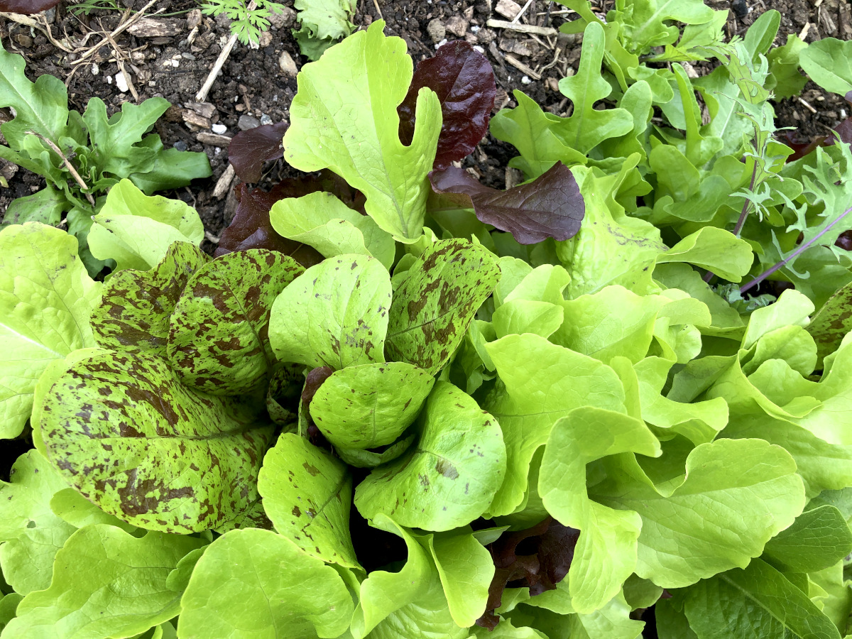 Lettuce full of colors. Photo by Pantry Stocking Garden