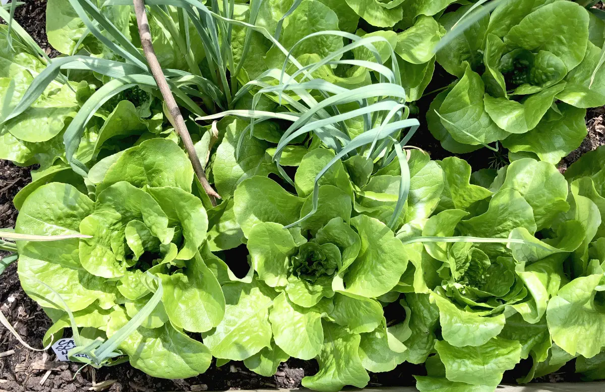 Buttercrunch lettuce heads. Photo by Pantry Stocking Garden