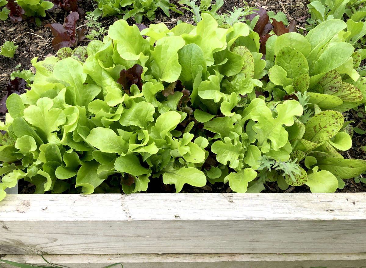 Lettuce, leafy mix. Photo by Pantry Stocking Garden