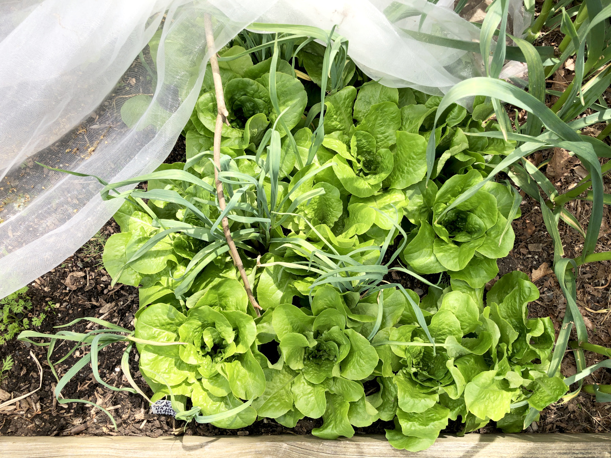 Lettuce that have been protected by netting had a chance to fully grow and be eaten by me and my family, not by pests. No pest spraying needed if covered with netting. Photo by Pantry Stocking Garden