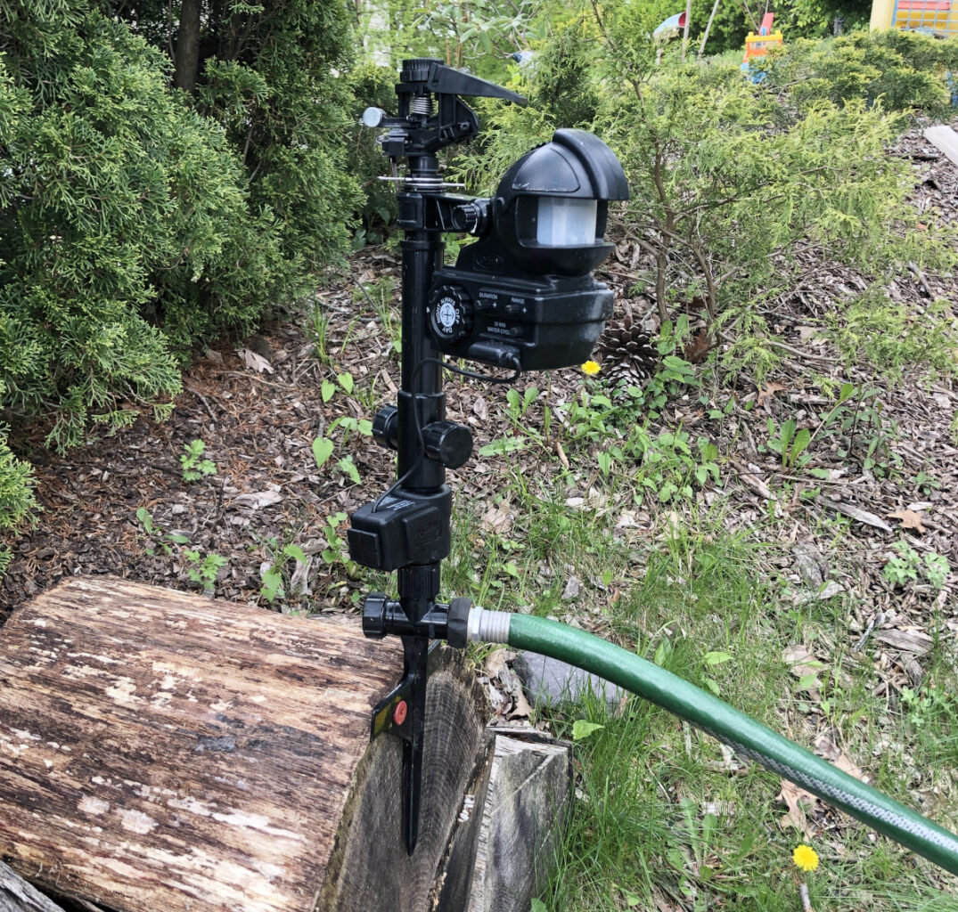 Motion-activated water sprinkler guarding my vegetable garden. Photo by Pantry Stocking Garden