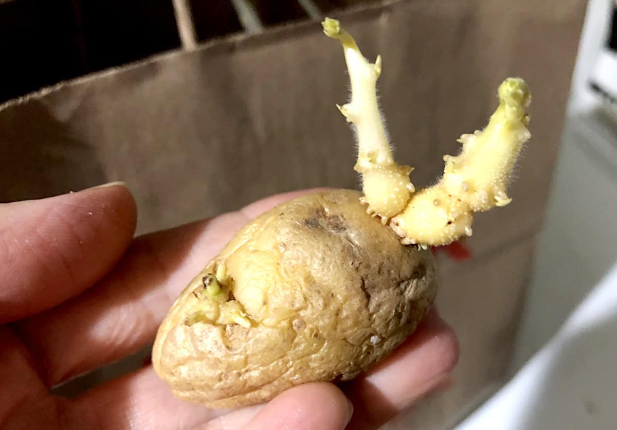 Seed potato of the size of an egg that I kept in a brown bag. The skin is tough with the sprouts, all ready to be planted.  Photo by Pantry Stocking Garden