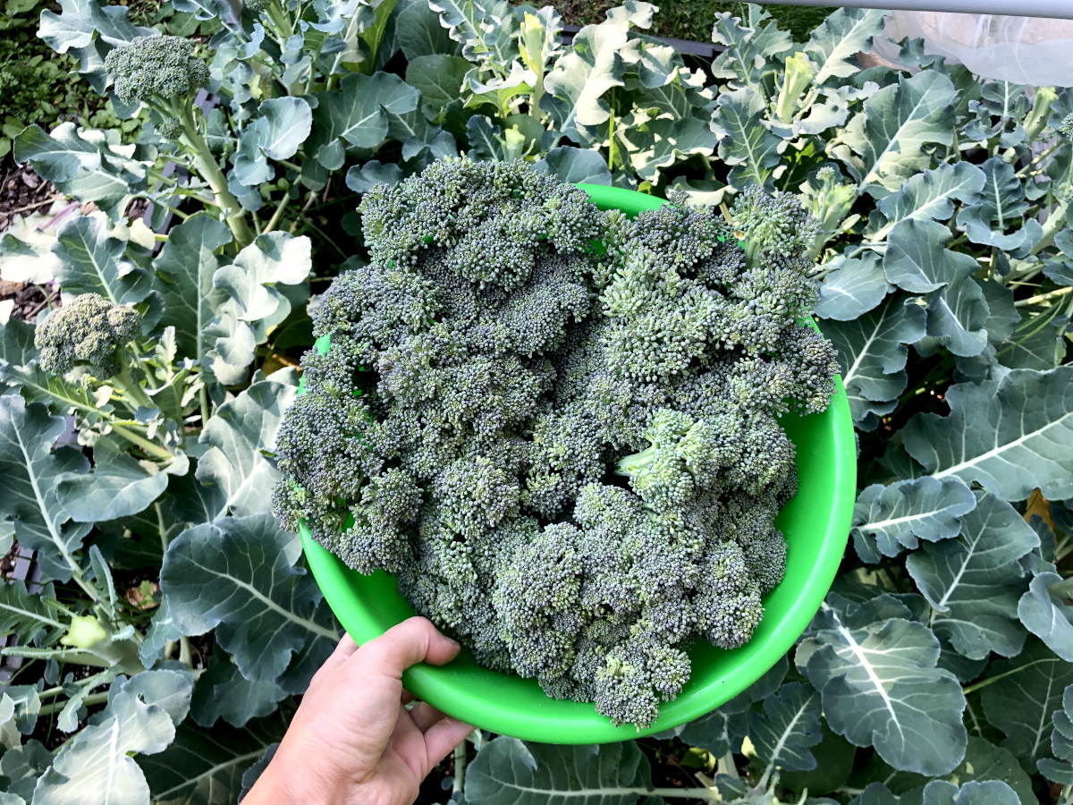 Broccoli harvested from our home garden. I blanched it and froze it for future use. Photo by Pantry Stocking Garden
