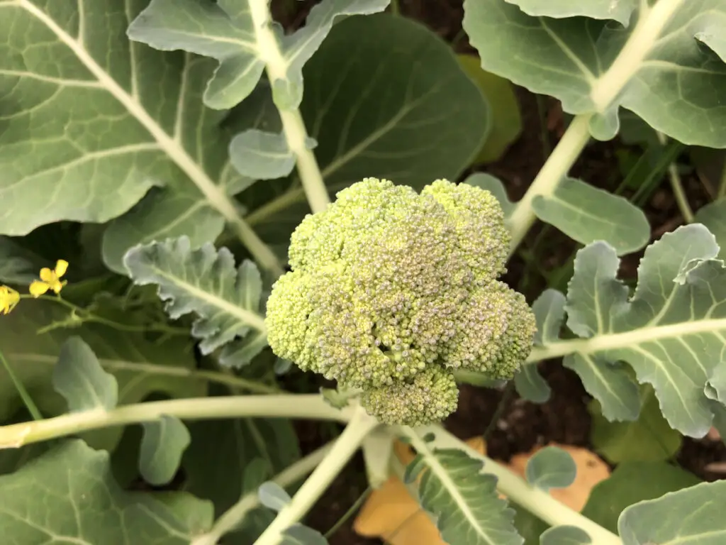 When and how to plant broccoli to get big heads! – Pantry Stocking Garden