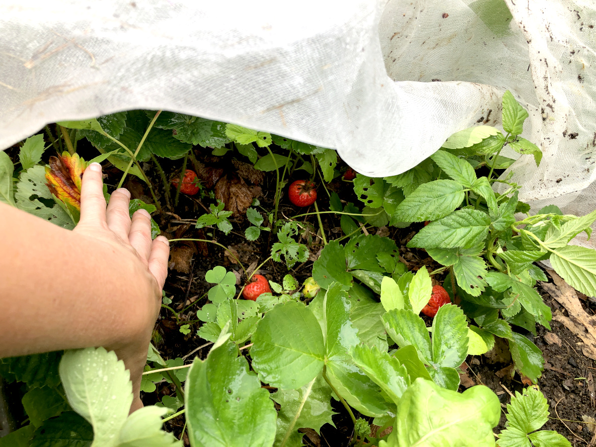 How To Protect Strawberries From Pesky Pests! – Pantry Stocking Garden