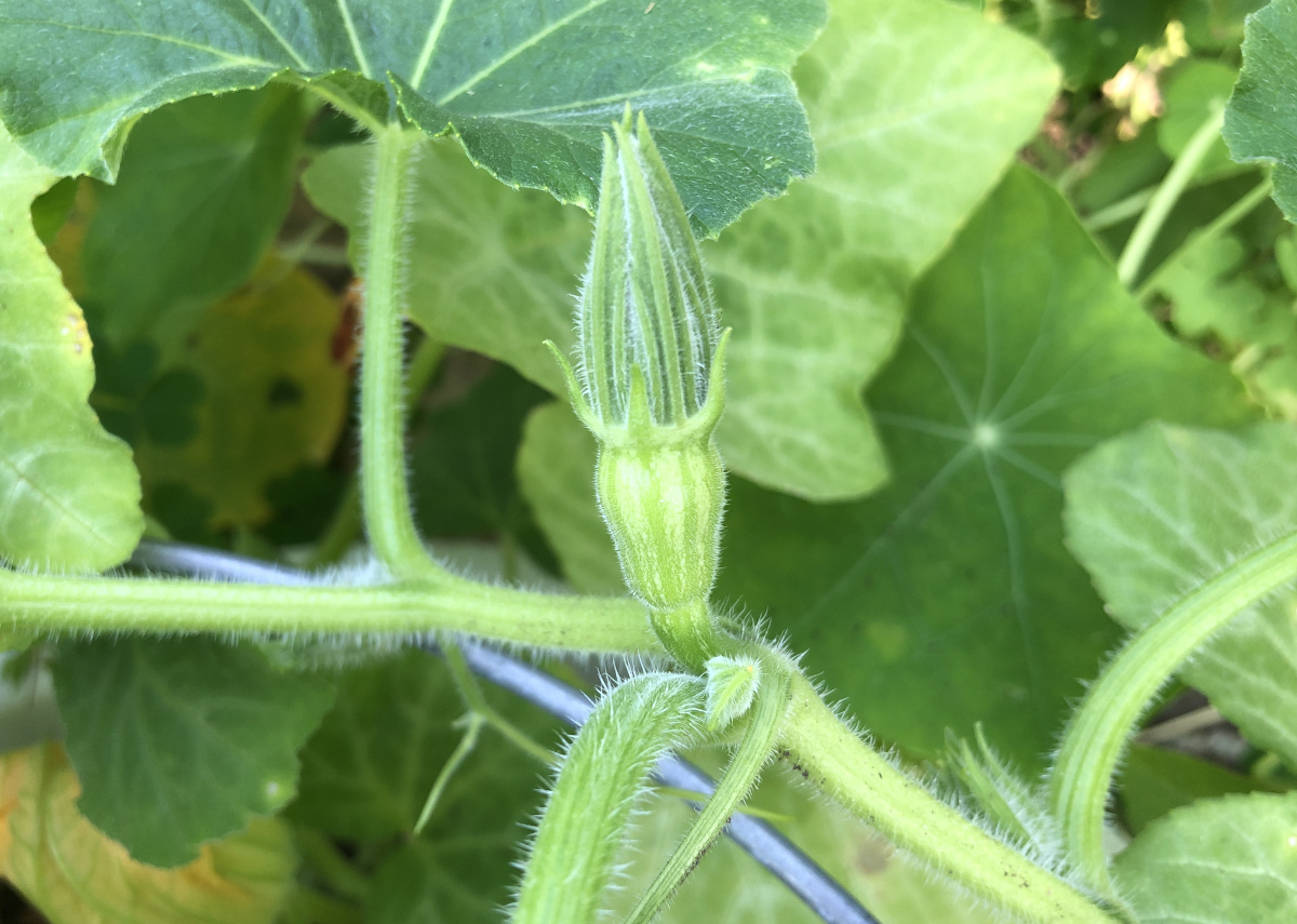 A female flower of spaghetti squash is attached to the fruit. Female flowers produce fruit but need to be pollinated with the pollen from male flowers. Photo by Pantry Stocking Garden