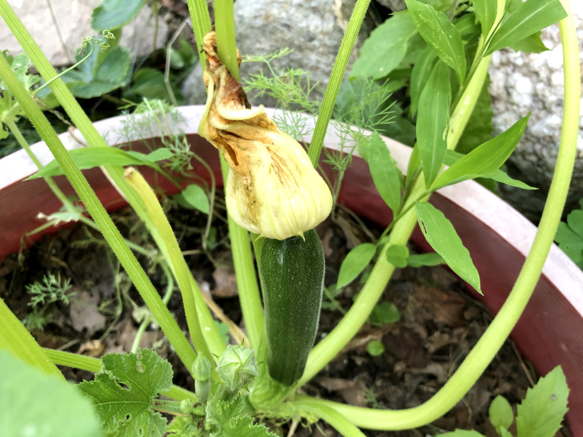 A female flower of zucchini attached to the fruit. This one will produce fruit. Photo by Pantry Stocking Garden