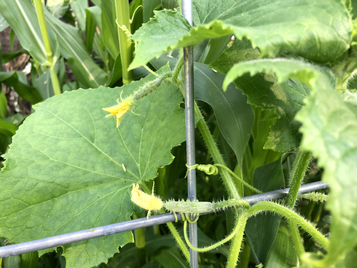 Female flowers of a cucumber, attached to the fruit. Photo by Pantry Stocking Garden