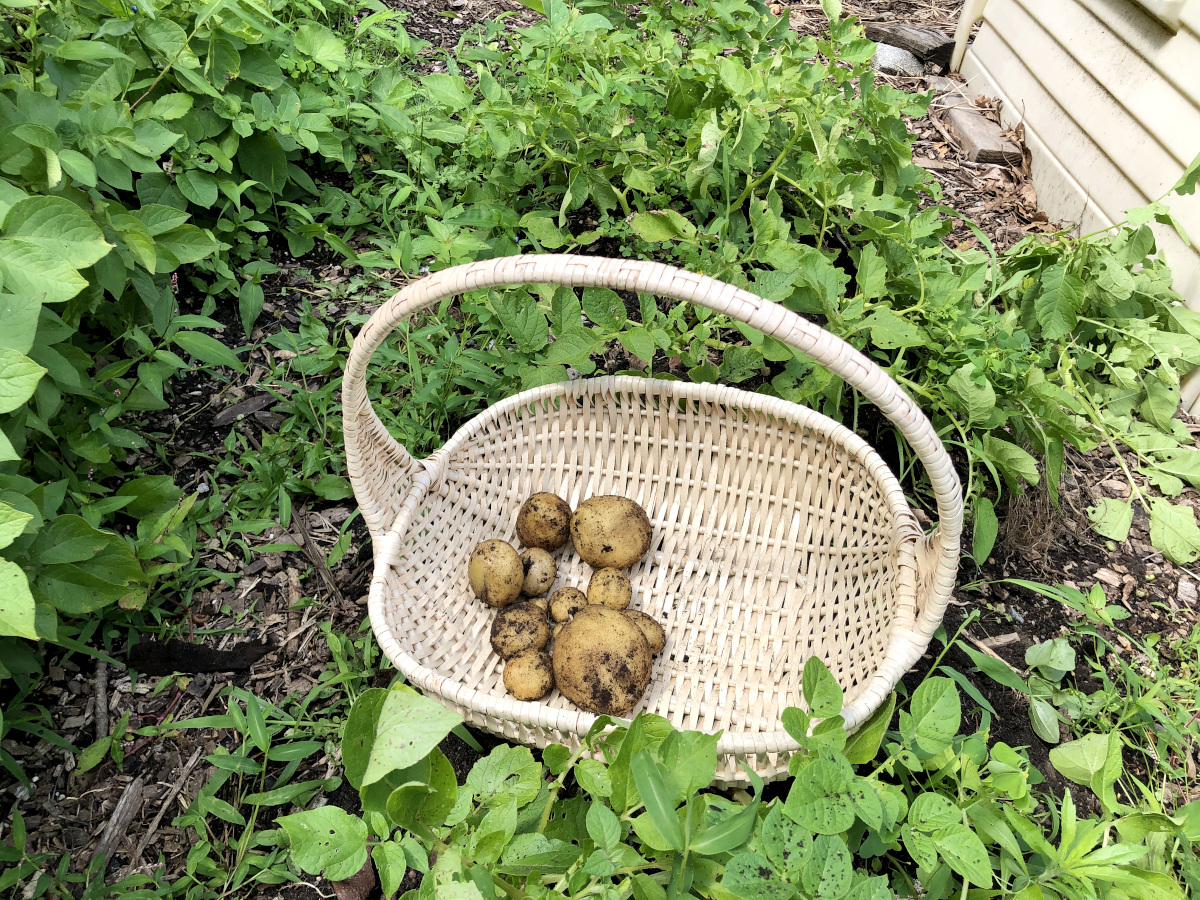 First potato harvest of the year. At this point, I only dig out what we eat right away and let the rest of the potatoes grow more. Photo by Pantry Stocking Garden