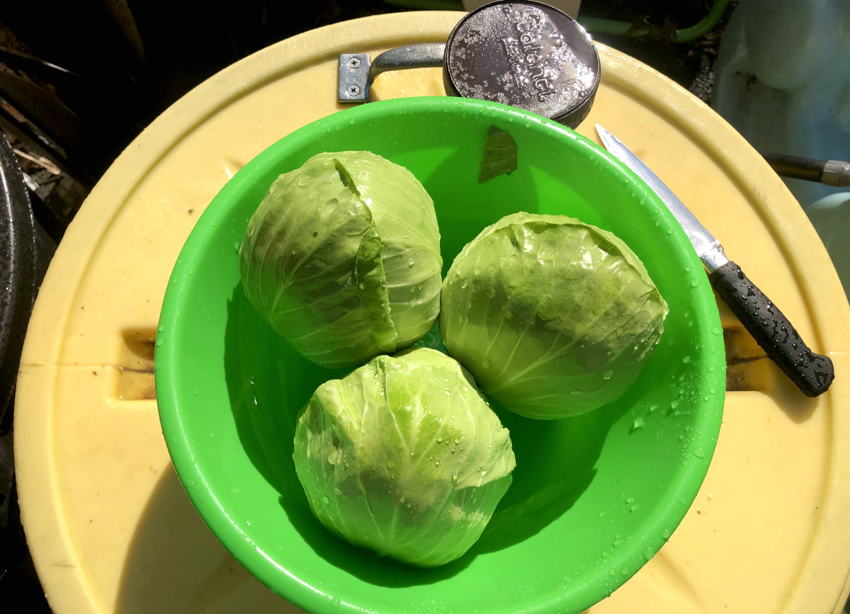 Freshly harvested and washed home-grown cabbage to add to my kimchi! I removed the outer leaves and washed these beautiful cabbage heads in some baking soda, vinegar and water solution. These are already fermenting as I am writing this! Photo by Pantry Stocking Garden.