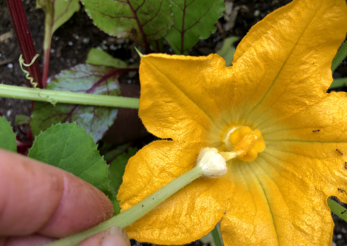 Hand pollinating a female flower using the inside of the male flower with all the pollen being deposited from the stamen to the stigma. 