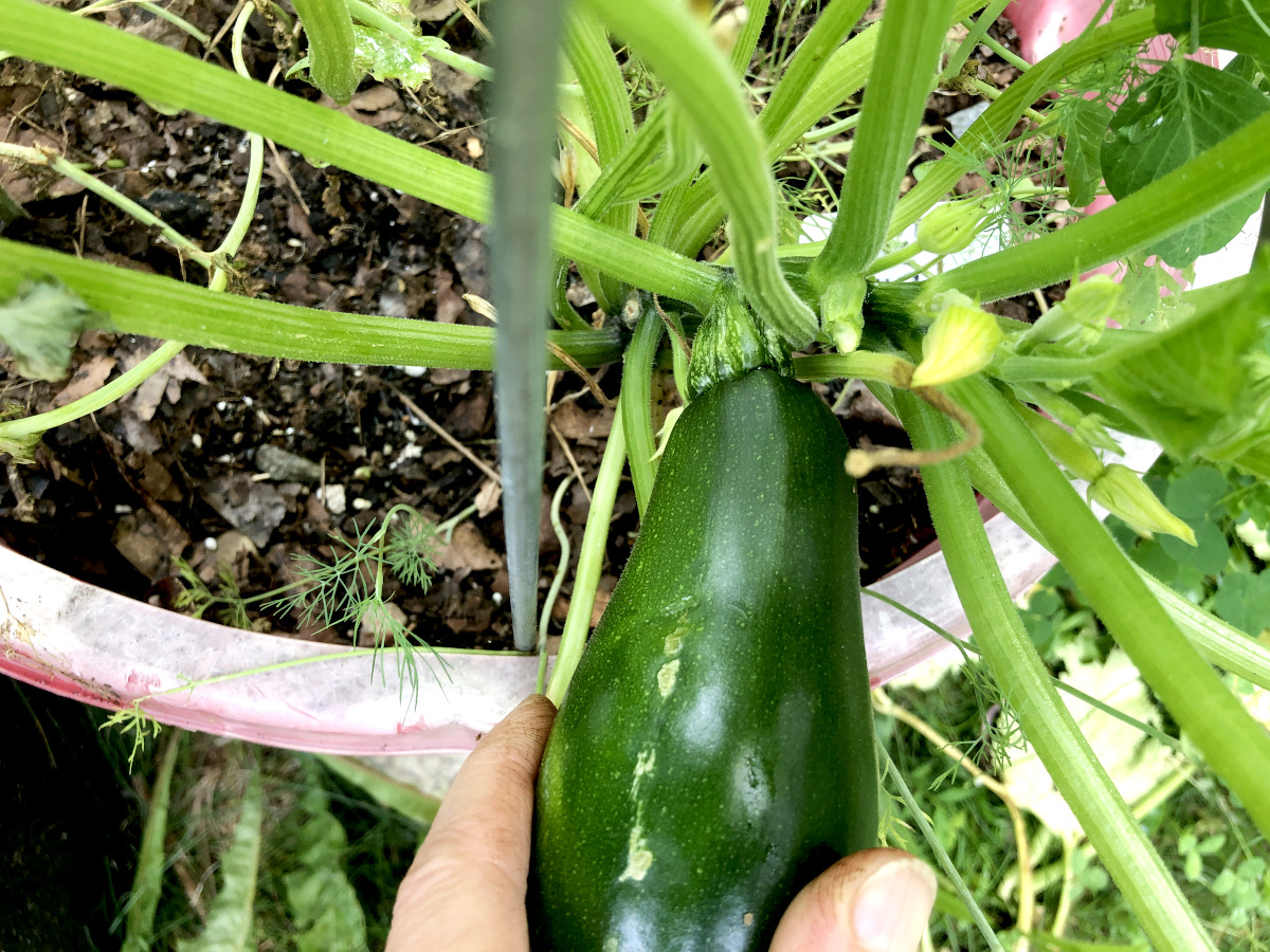 Harvesting zucchini using a twist and pull method. At the twist, the stem snaps and then just pull to separate it completely from the vine. Sometimes you need to twist the zucchini fruit multiple times, especially when the stem is thicker. Photo by Pantry Stocking Garden