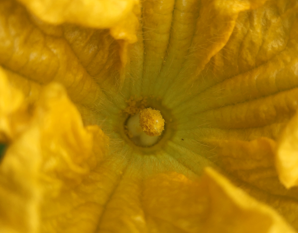 Inside of a male flower is a stamen with all the pollen that needs to be delivered to the female flower. Photo by Pantry Stocking Garden