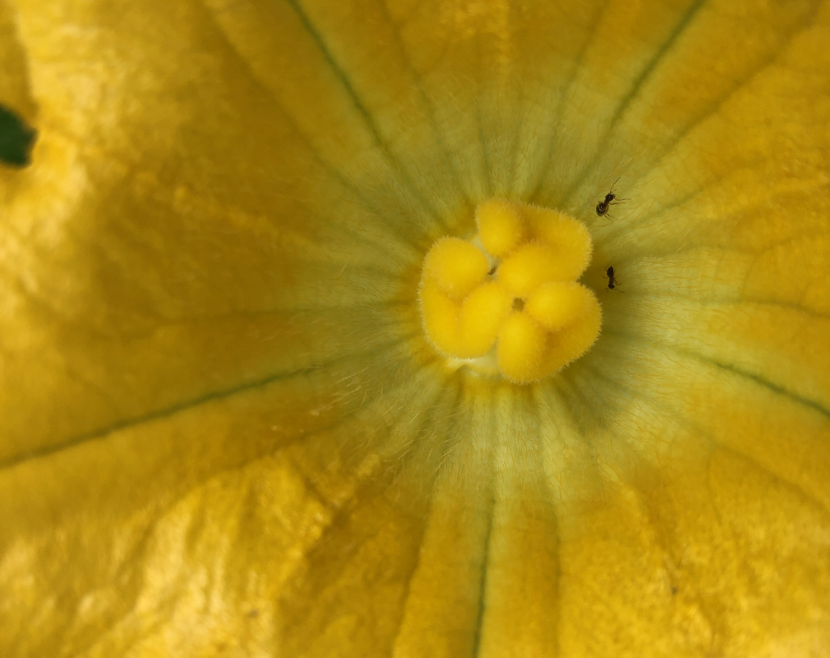 In the center of a female flower is a stigma. Pollen from the male flowers needs to be delivered to the stigma. Photo by Pantry Stocking Garden