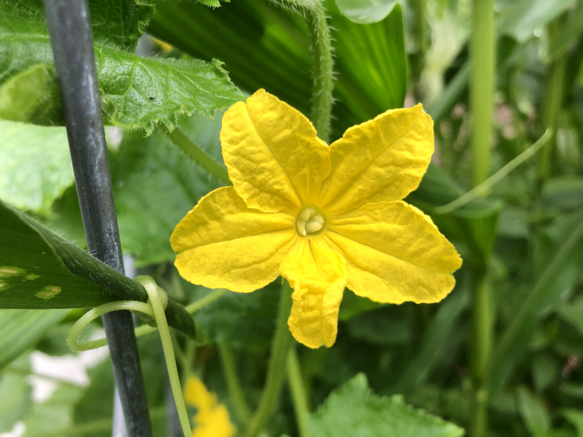 Inside a female cucumber flower is the stigma. The stigma needs to be pollinated by the pollen from the male flower. Photo by Pantry Stocking Garden