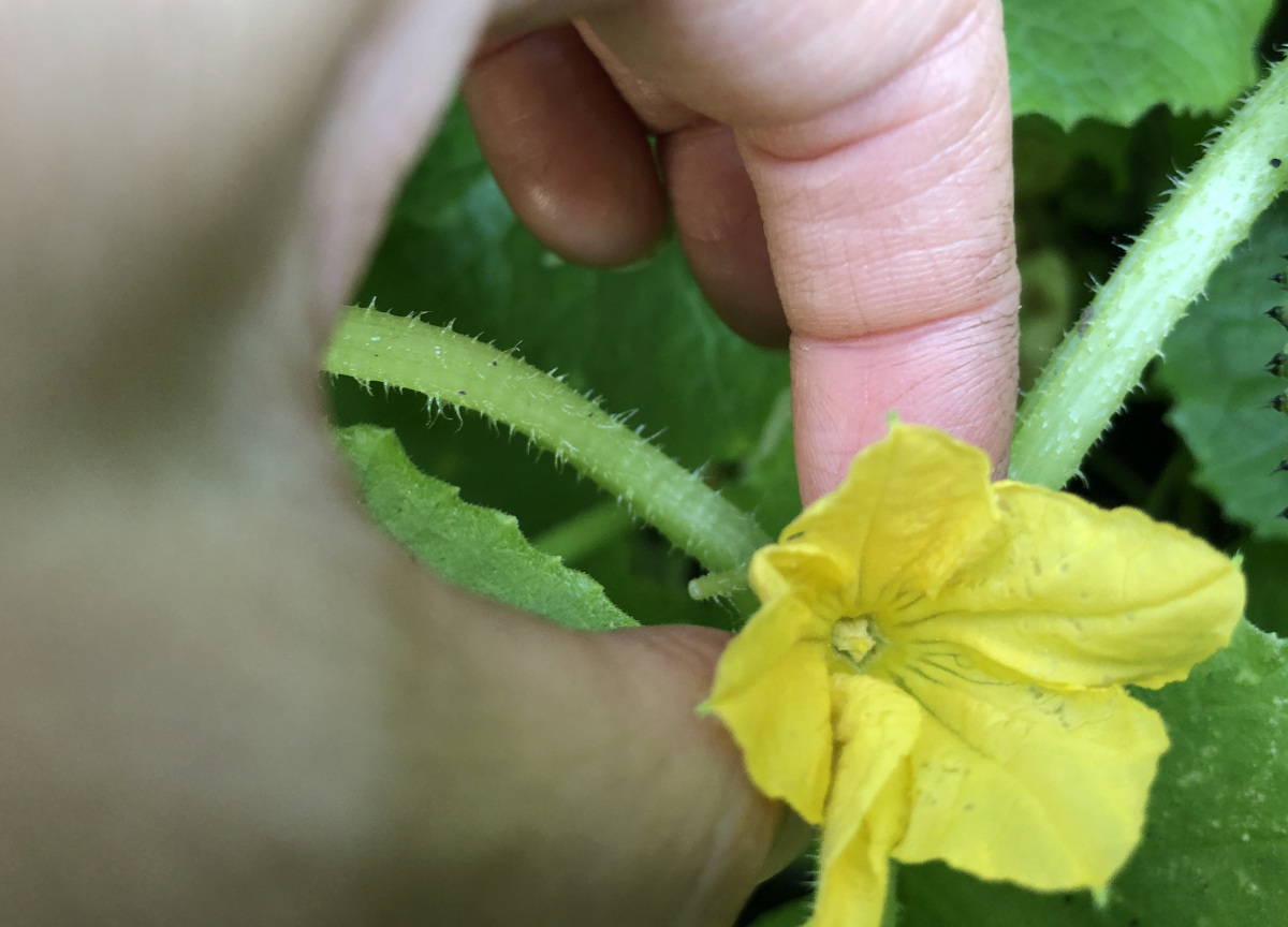 Inside a male cucumber flower is a stamen with pollen. Photo by Pantry Stocking Garden