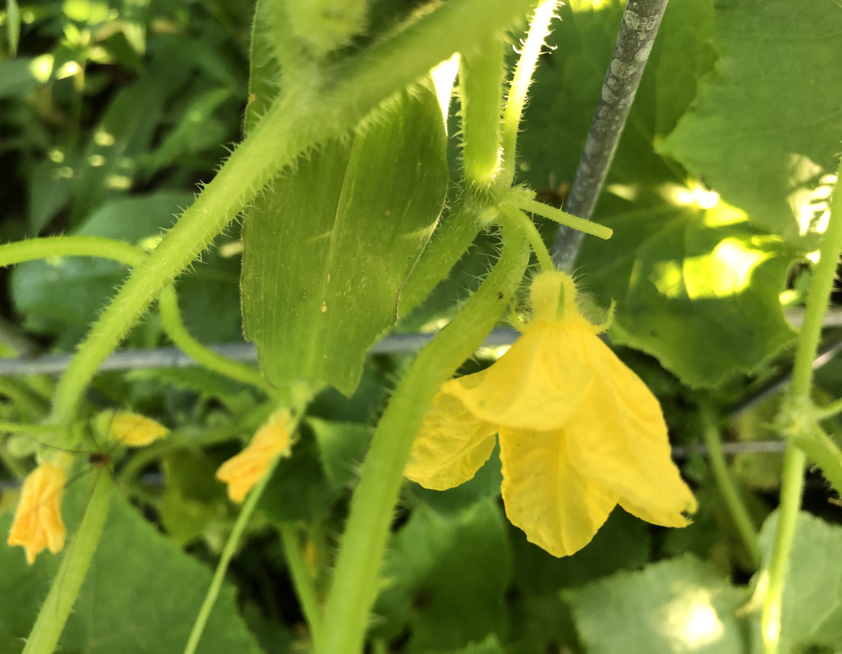 A male flower of a cucumber, attached to the stem. Photo by Pantry Stocking Garden