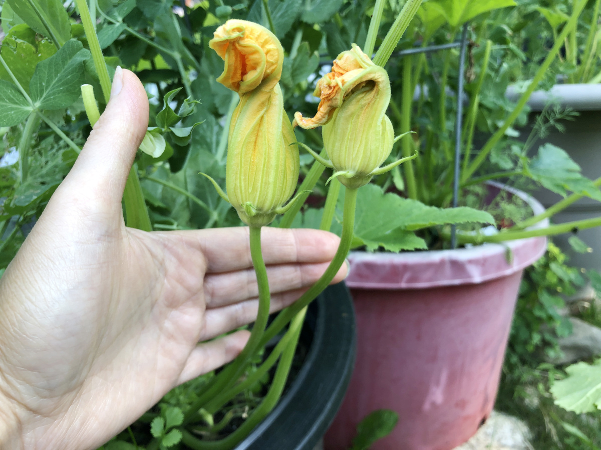 Male flowers of zucchini attached to the stem. Photo by Pantry Stocking Garden