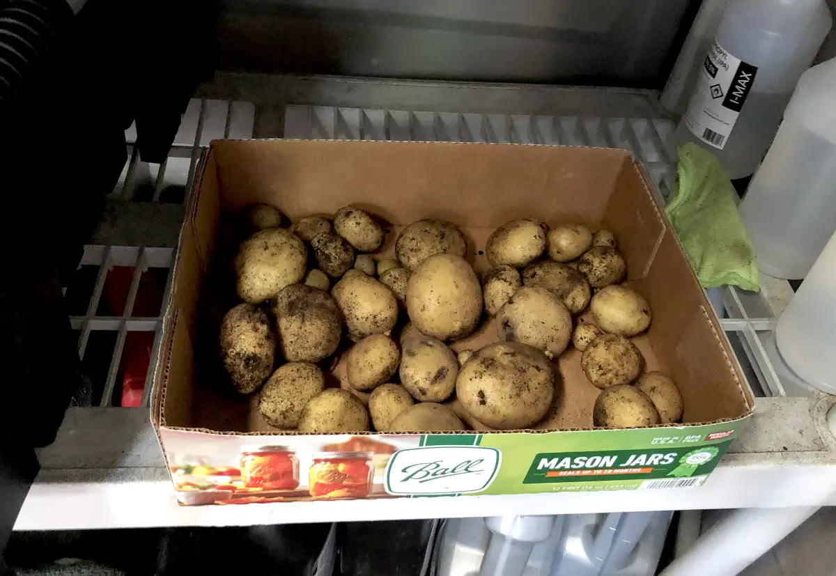 Potatoes can be cured in crates, cardboard boxes, or layered on screens or on the floor, whatever is available to you. Be resourceful and use what you have on hand. Photo by Pantry Stocking Garden