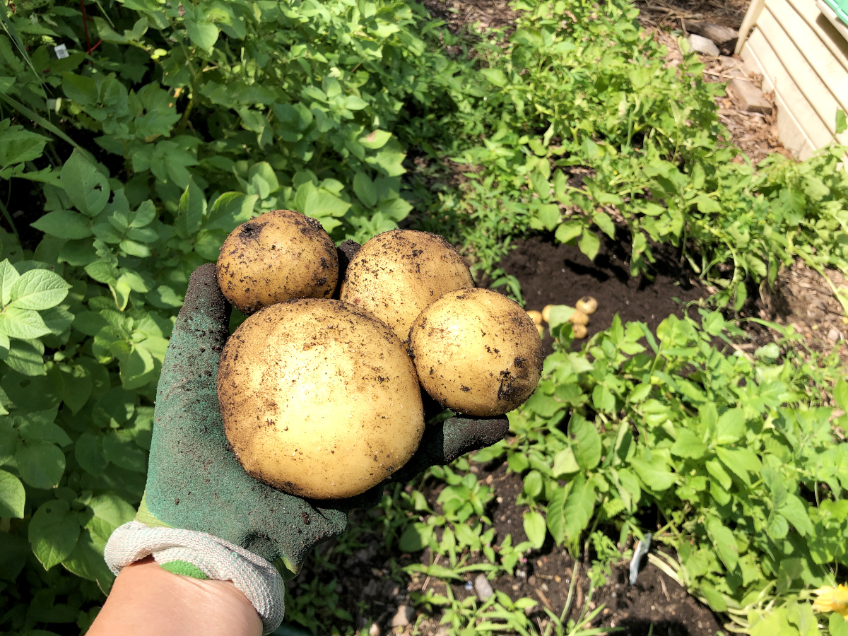 Do not wash potatoes headed for curing. Photo by Pantry Stocking Garden