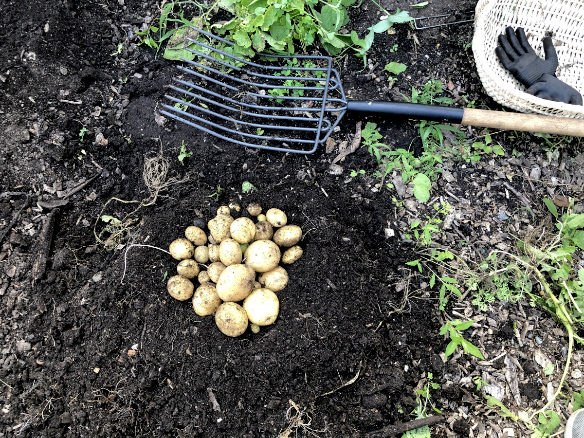 Potatoes dug up, ready for curing. Photo by Pantry Stocking Garden