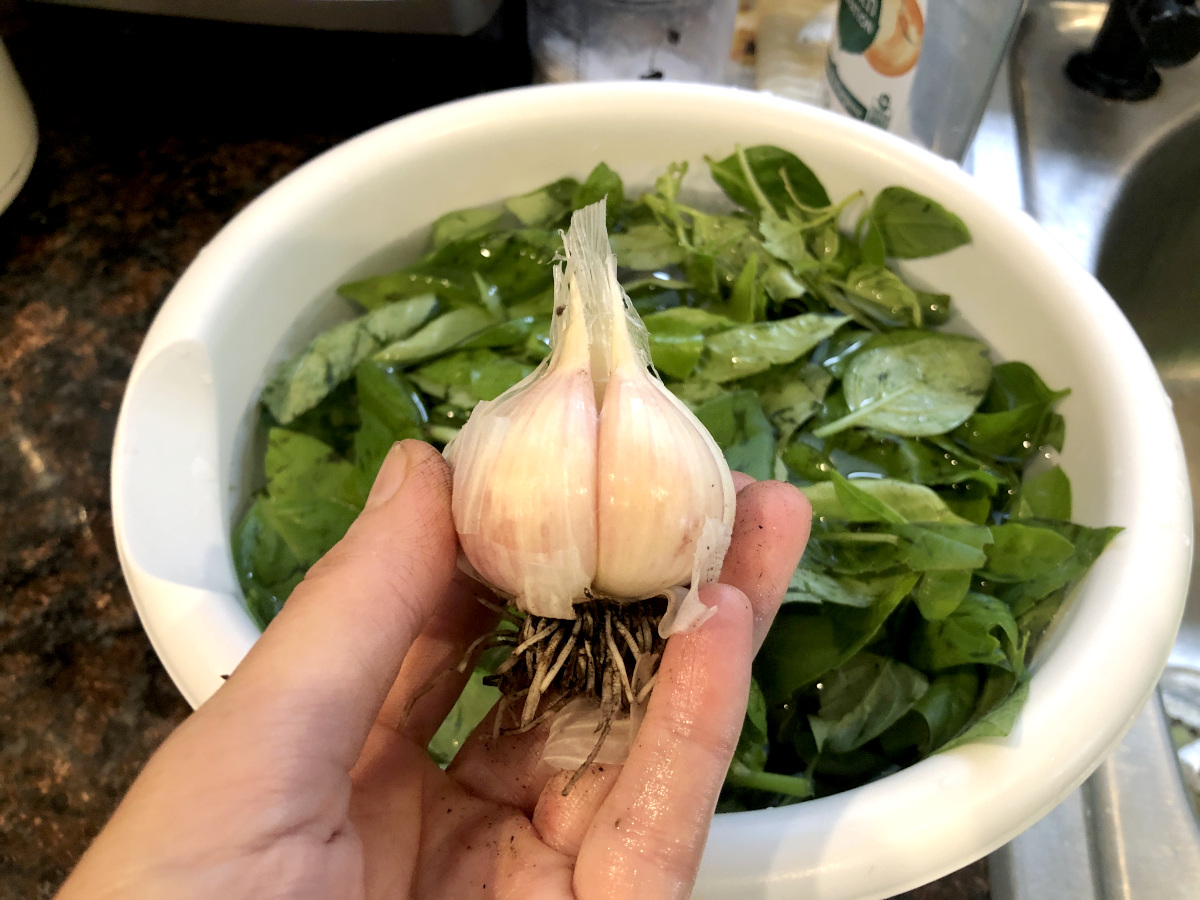 In the background, I am soaking home-grown basil leaves in vinegar water before I make pesto. In front, is my home-growm, freshly harvested garlic head! The first garlic pulled, many more to be pulled in about two weeks! Photo by Pantry Stocking Garden. 