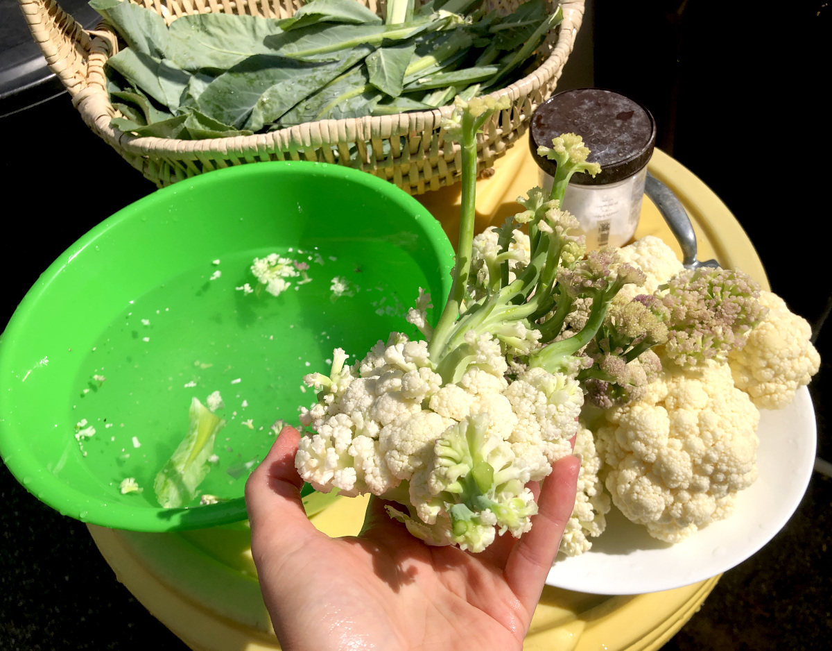 Washing my home-grown cauliflower in baking soda and water solution. I left cauliflower to soak for at least 5 minutes to get rid of any bugs that might be hidden inside the cauliflower's head. Notice a small plastic container with white powder in it-it's baking soda, which I have always on hand when washing my produce. Photo by Pantry Stocking Garden