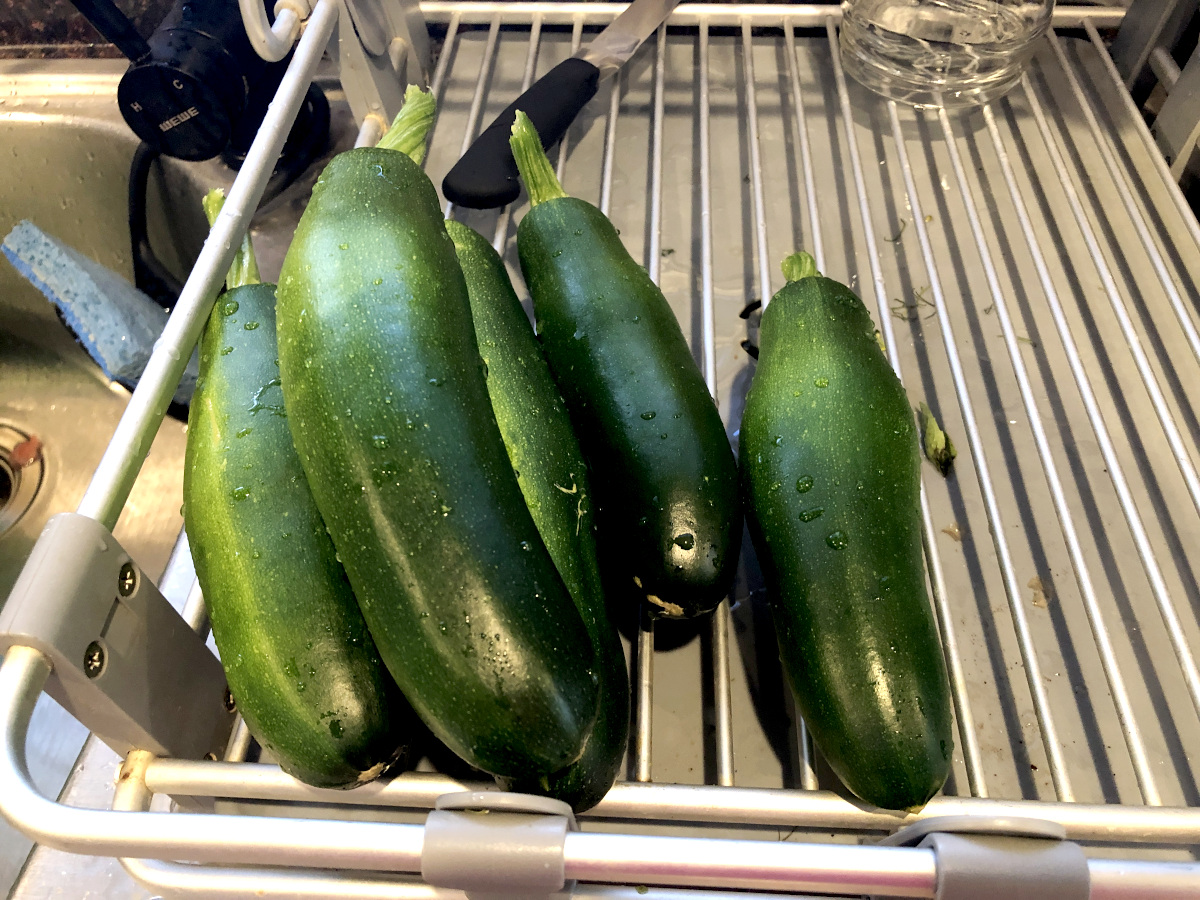 Zucchini harvested, washed, and ready to be used. Photo by Pantry Stocking Garden