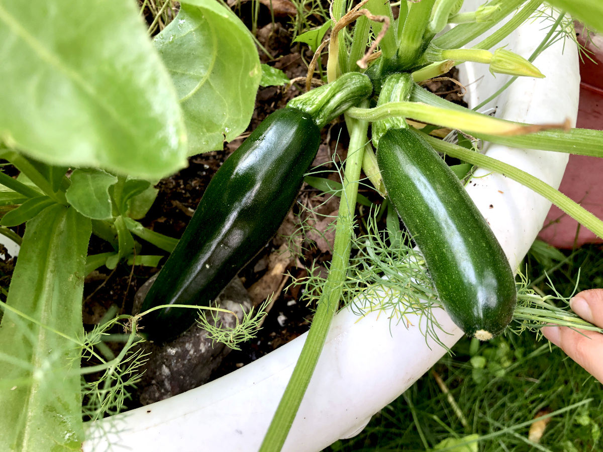 Zucchini is not quite the size I like to harvest yet, but almost there. Photo by Pantry Stocking Garden