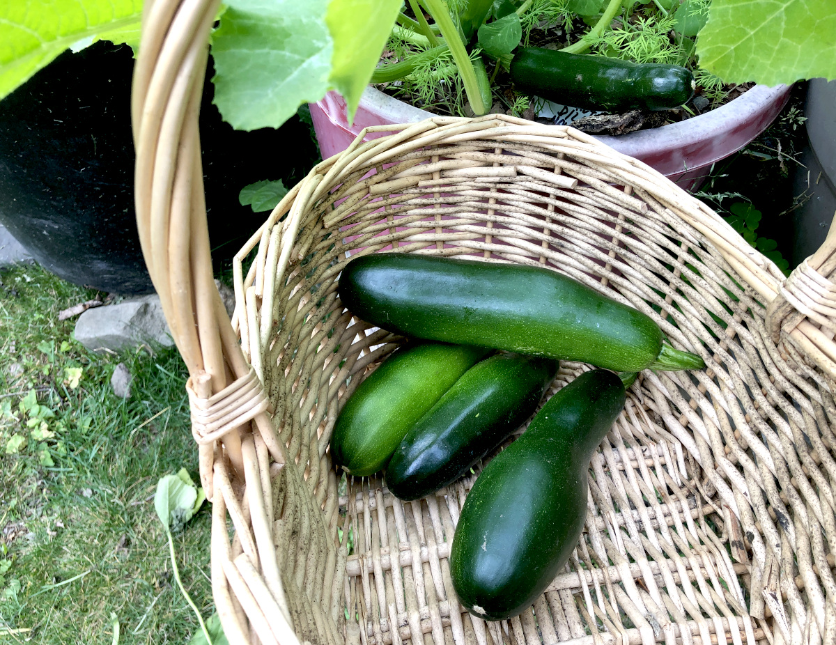 Zucchini picking at my home garden. Photo by Pantry Stocking Garden