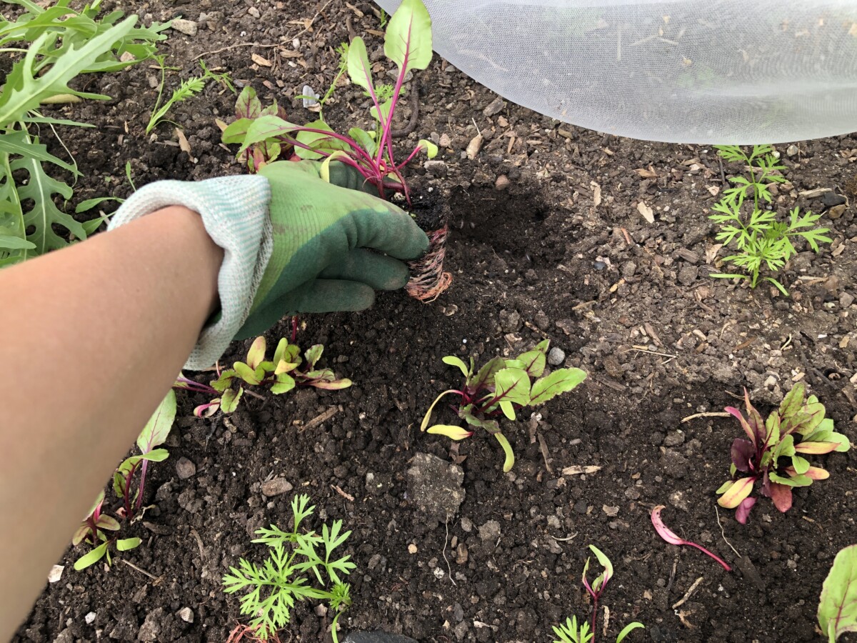 Planting beets in North Jersey home vegetable garden